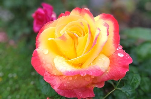Pink and Yellow Rose Non-GMO Heirloom Garden Seeds Flower seeds for Planting - Pollinator Friendly, Heirloom & GMO Free