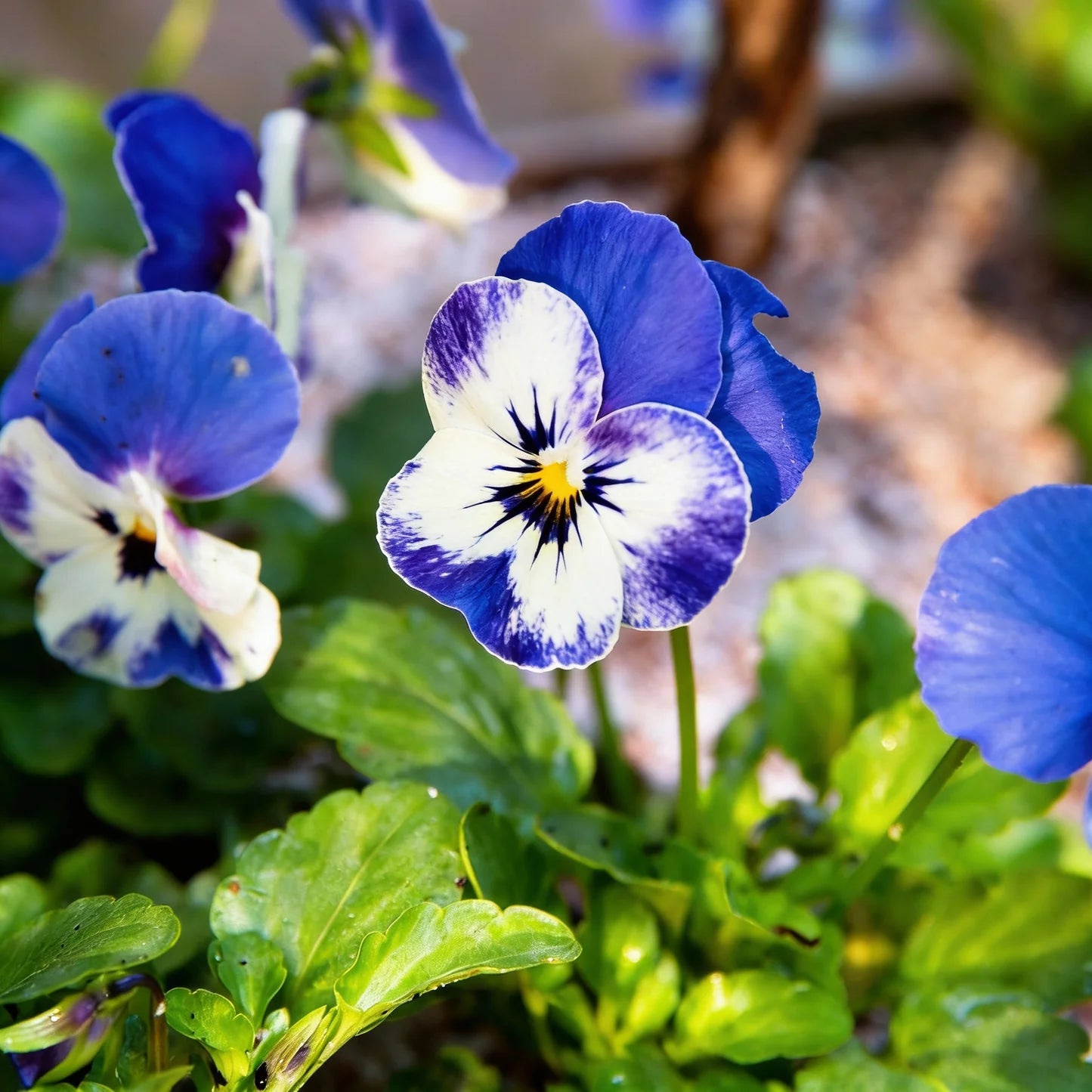Viola Flower Seeds for Planting - Vibrant Blooms for Your Garden - Evergrowseeds