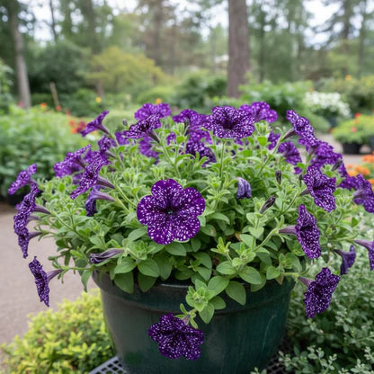 Dark Violet Starry Petunia Flower Seeds for Planting Heirloom NONGMO Seeds for Garden Blooms 
 
 Sale