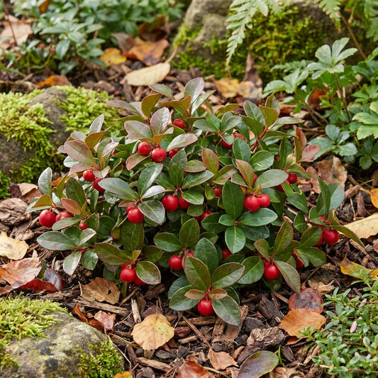 Red Wintergreen Fruit Planting Seeds for Perennial Gardens  Grow Edible Red Berries
