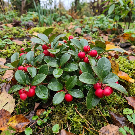 Red Wintergreen Fruit Planting Seeds for Perennial Gardens  Grow Edible Red Berries