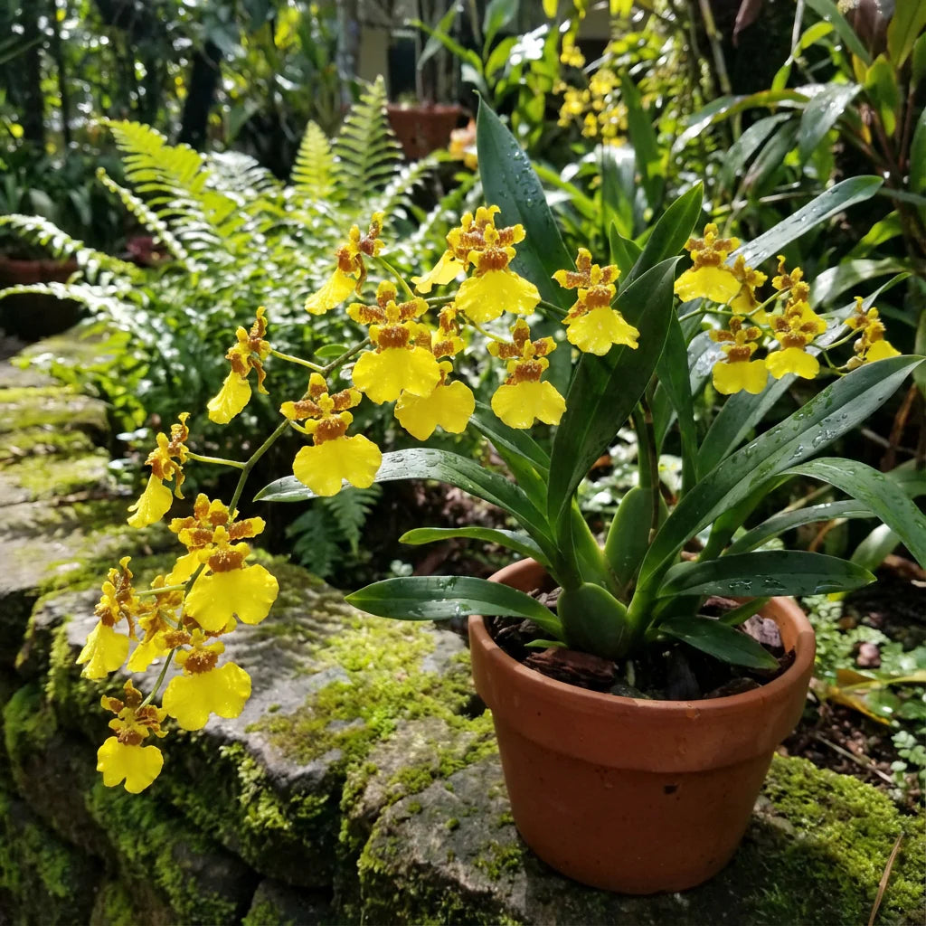 Cattleya Orchid Seeds for Bonsai Planting - Multicolor Butterfly Orchidee