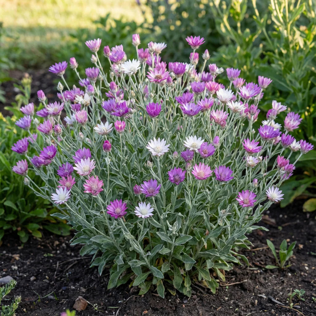 Lavender Xeranthemum Seeds for Planting - Annual Flower Seeds for Vibrant Blooms Heirloom Non-GMO Seeds