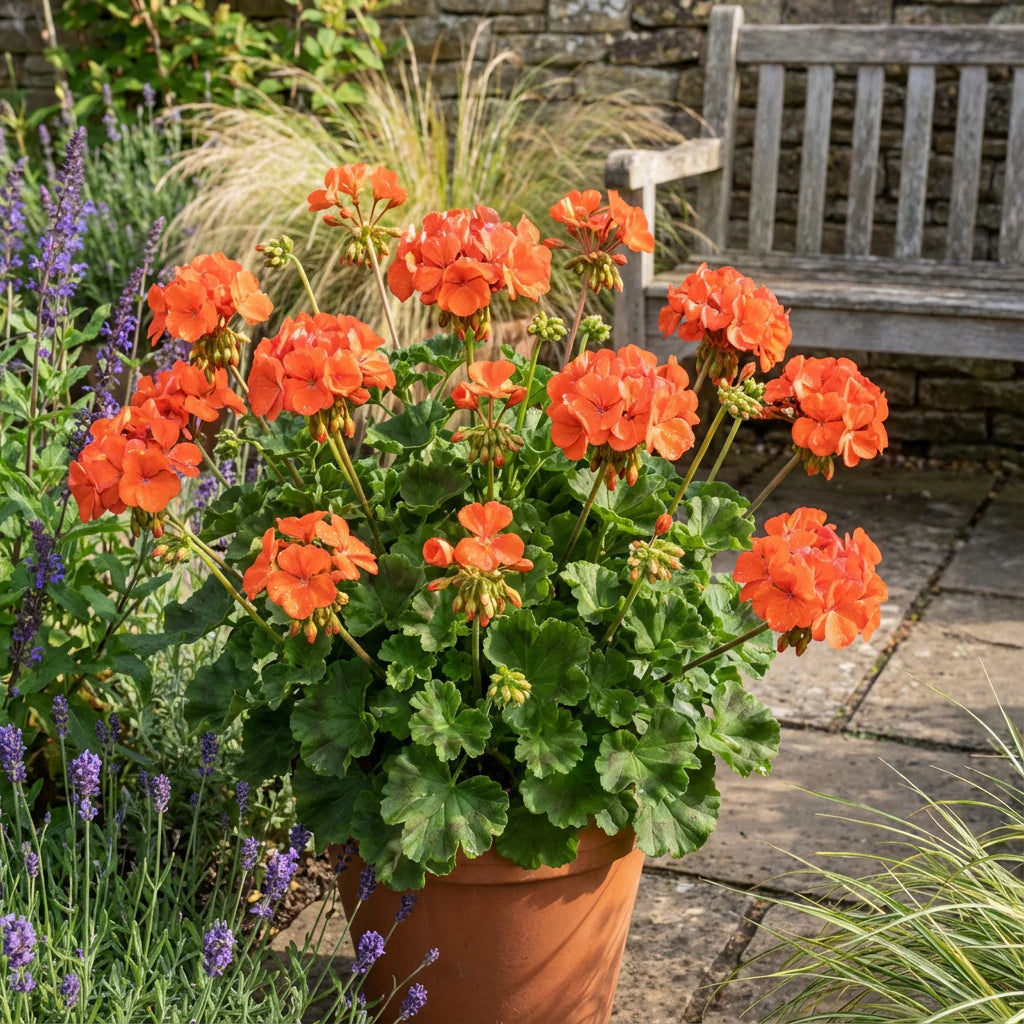 Light Orange Geranium Perennial Flower Seeds for Planting Compact Growth Heirloom & GMO Free Seeds for Home Garden
 
 Sale