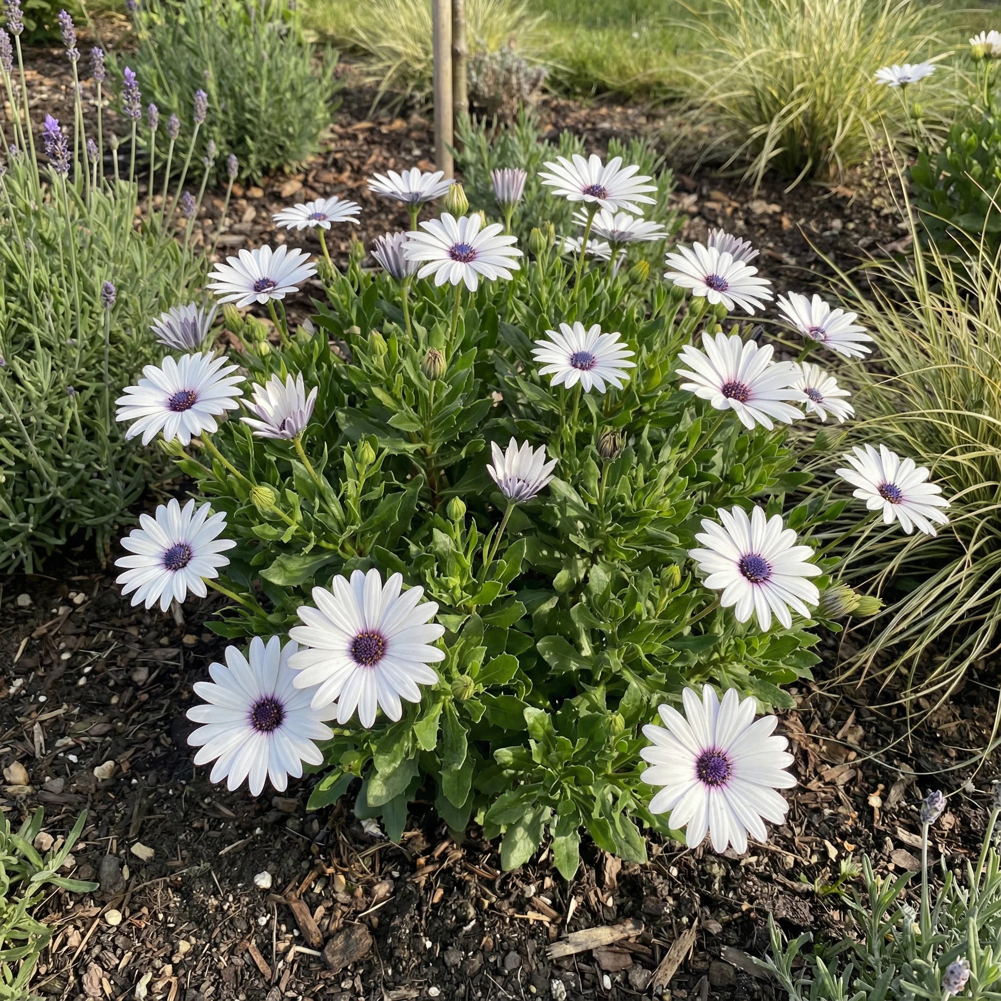 White Osteospermum Flower Seeds for Easy Planting - Evergrowseeds