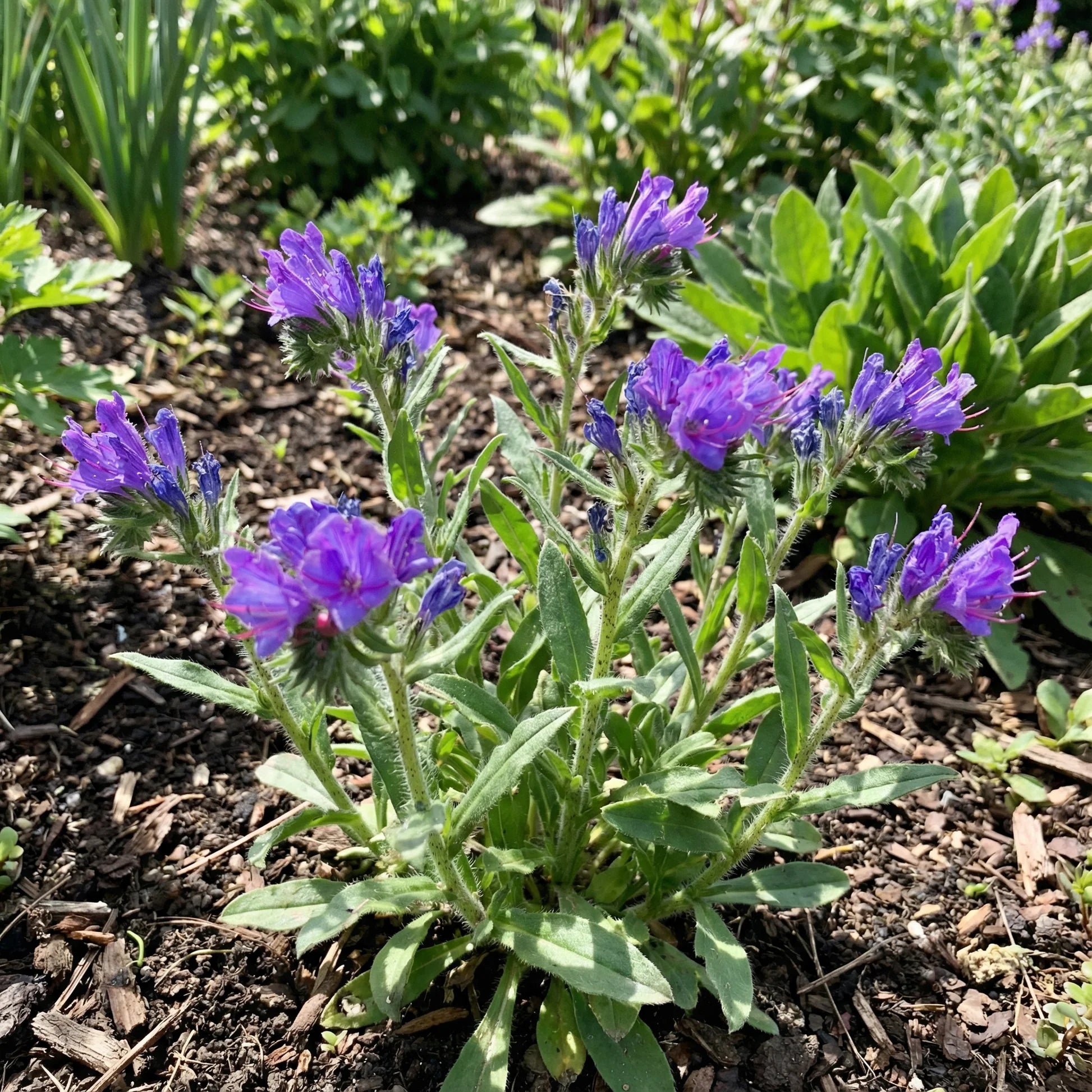 Purple Pattersons Curse Flower Seeds for Easy Planting - Evergrowseeds
