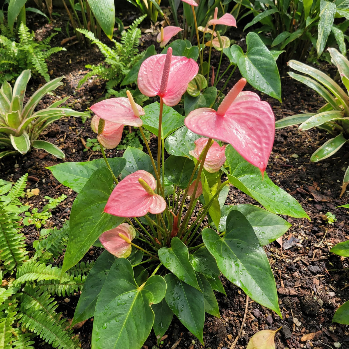 Anthurium White Pink Seeds growing in home gardens, containers, raised beds, and outdoor landscapes