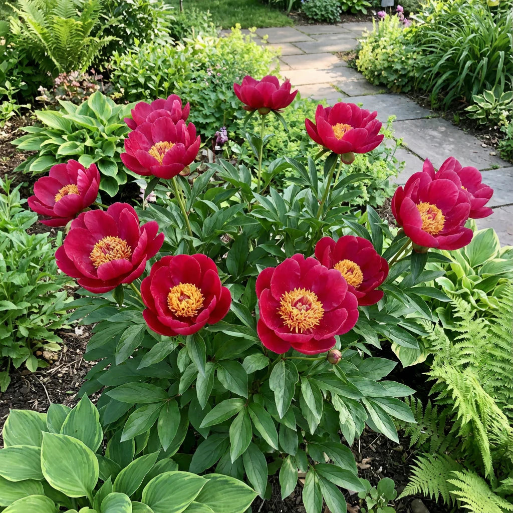 Pink Yellow Walter Mains Flower Seeds for Planting Long Bloom Season Heirloom & GMO Free Seeds for Home Garden
 
 Sale