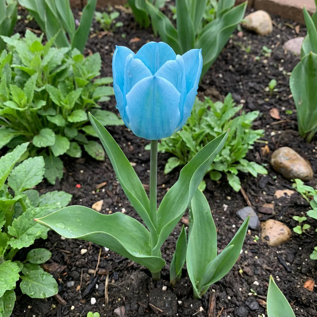 Tulip Flower Seeds Sky Blue Flower seeds for Planting - Cut Flower Favorite, Heirloom & GMO Free Seeds for Home Garden