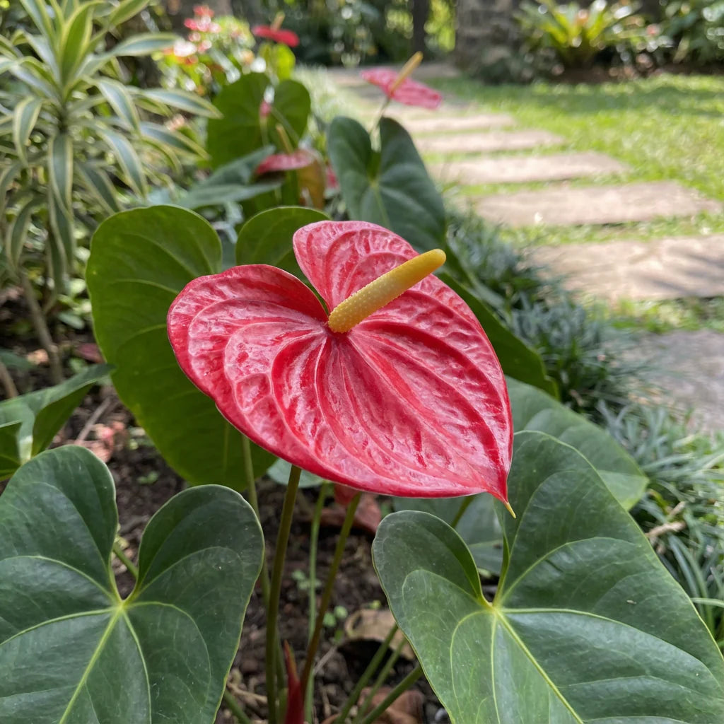 Anthurium Seed for Plantings for Planting for Easy Planting Heirloom Non-GMO Seeds