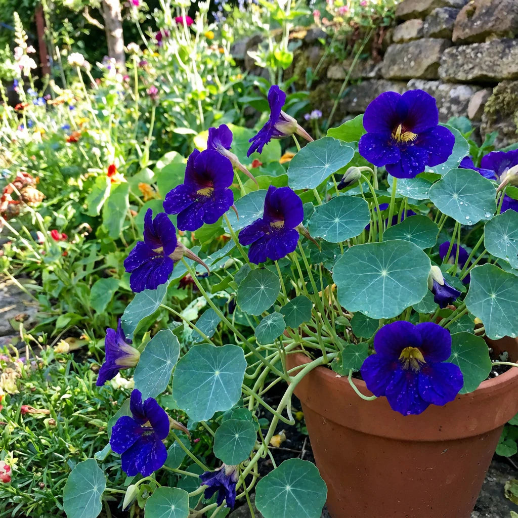 Blue Hanging Nasturtium Seeds for Planting - Garden Annuals
