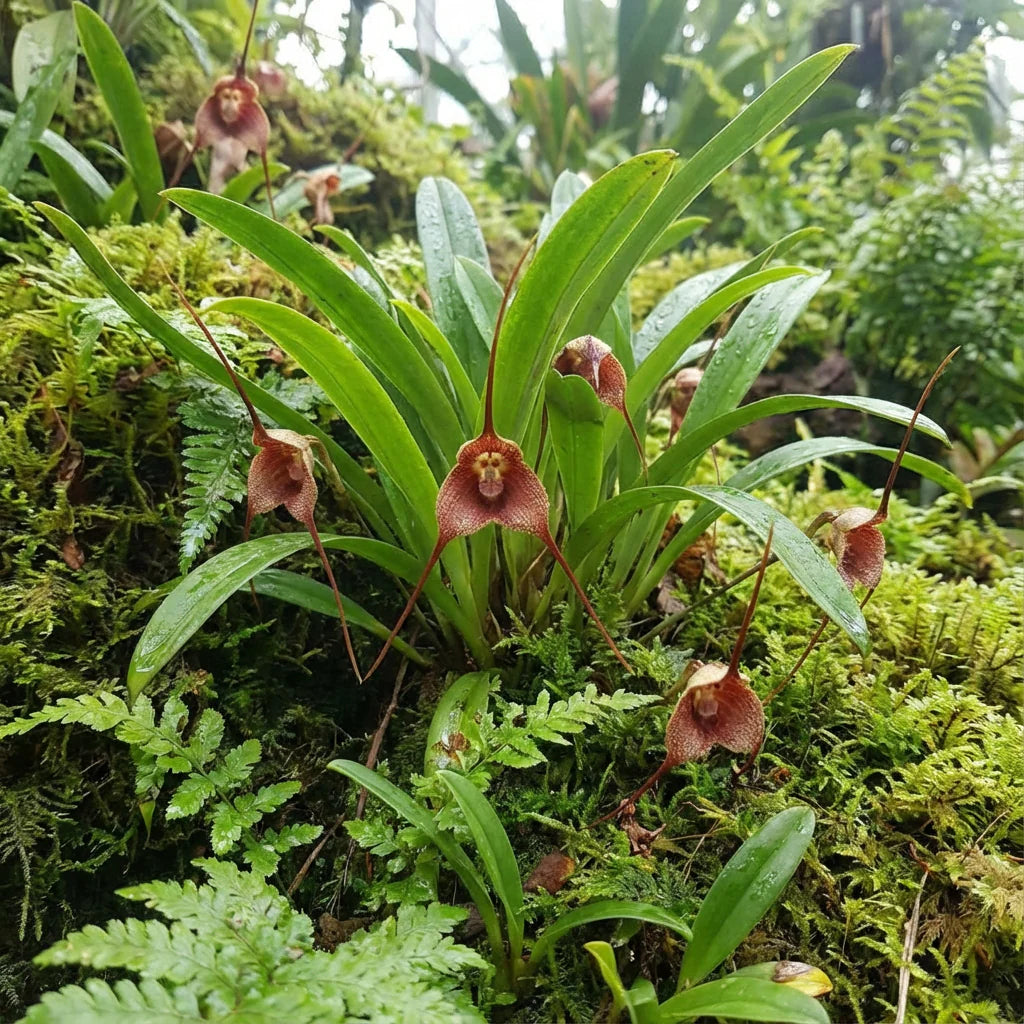 Monkey Face Orchid Flower Planting Seeds  Unique & Exotic Blooms for Your Garden - Evergrowseeds