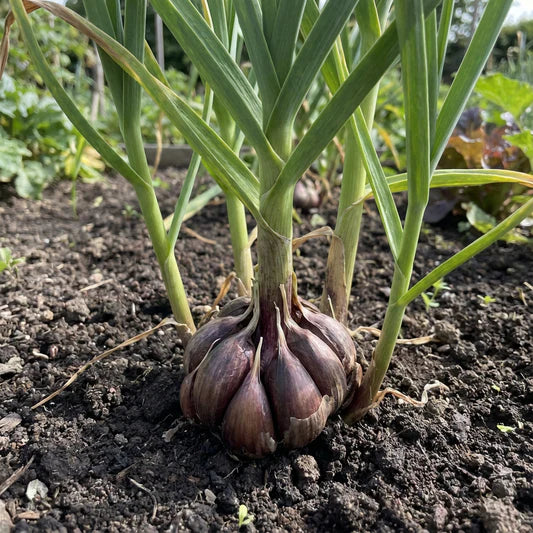 Black Garlic Vegetable Seeds for Planting for Planting, Premium Seeds | Heirloom Non-GMO - Evergrowseeds