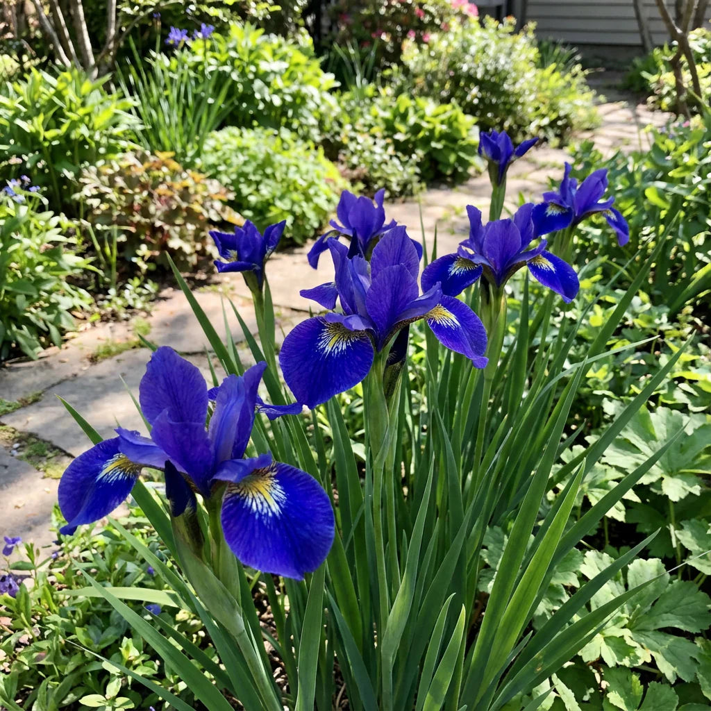 Iris Blue Flower Seeds for Planting - Stunning Perennial Blooms - Evergrowseeds