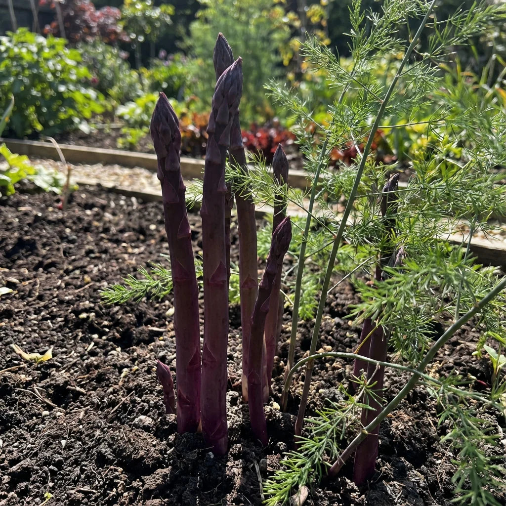 Purple Asparagus Seeds  Perfect for Planting