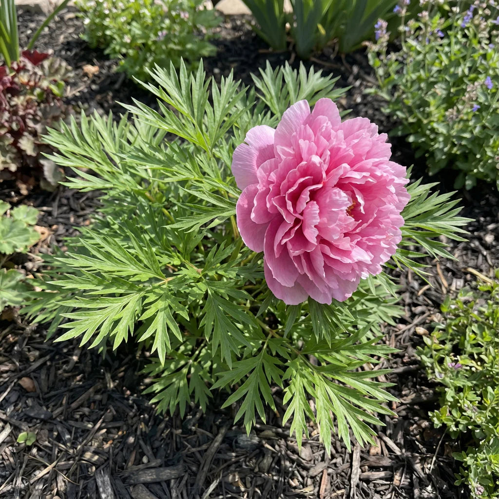 Fern Leaf Peony Pink Seeds for Planting - Elegant Perennial Blooms - Evergrowseeds