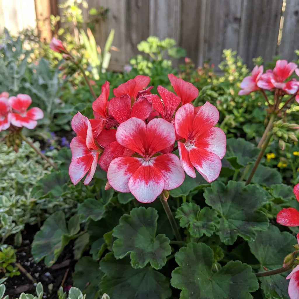 White Maroon Red Geranium Flower Seeds for Planting Perfect for Borders Heirloom & GMO Free Seeds for Home Garden
 
 Sale