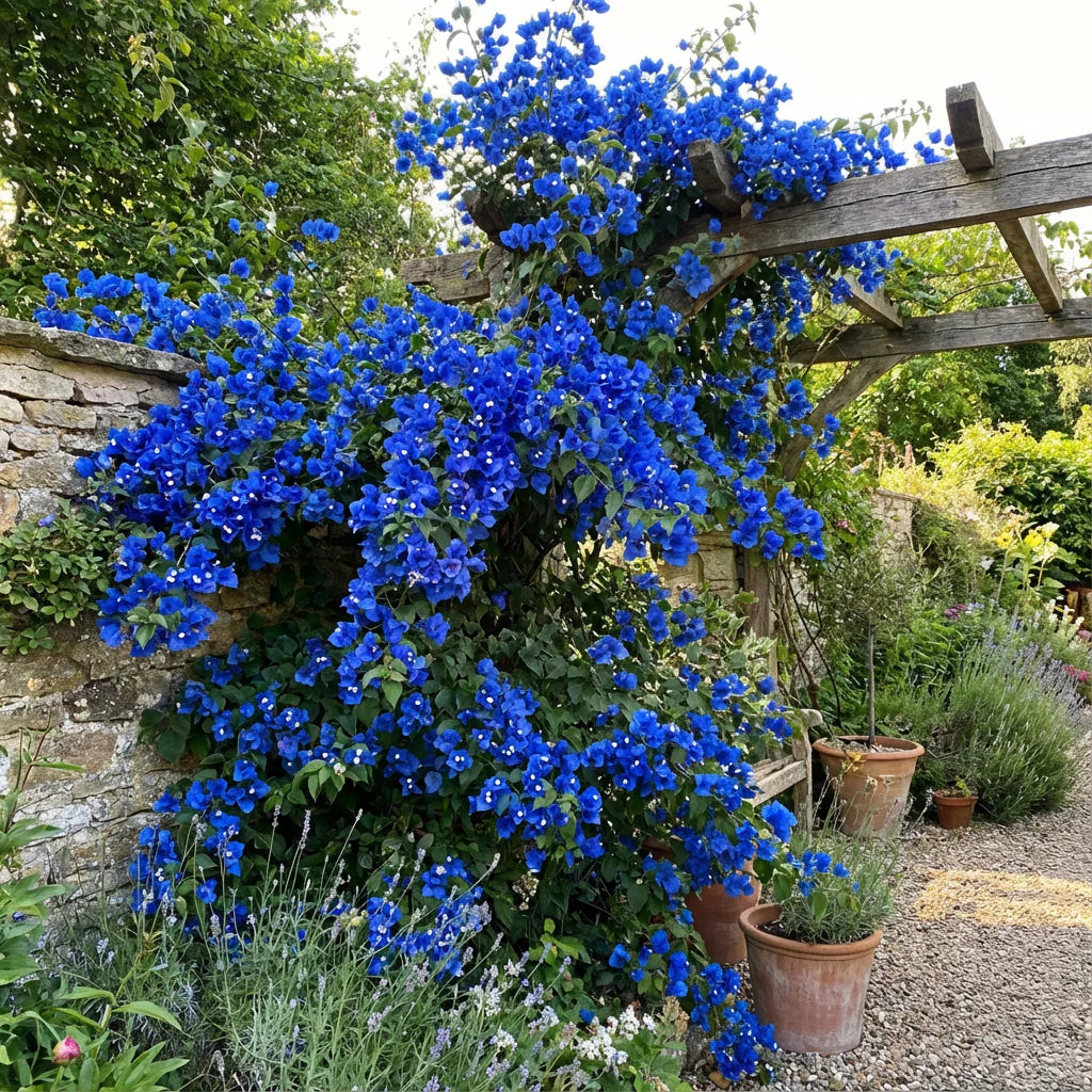 Blue Spectabilis Flower Seeds for Planting Vibrant Blooms for Your Garden Heirloom Non-GMO Seeds
