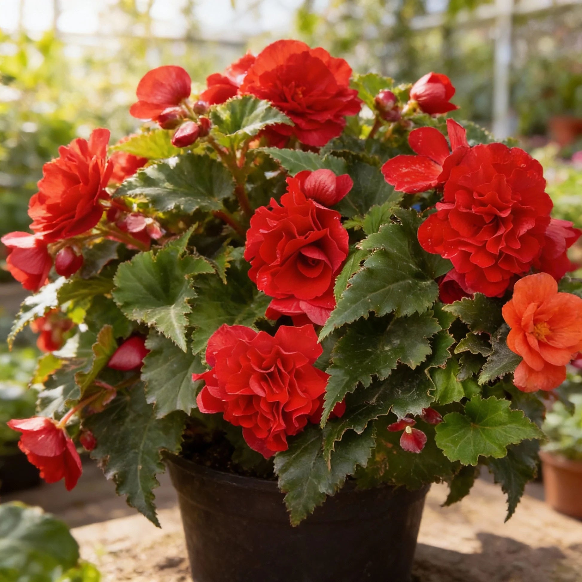 Begonia Nonstop Flower Planting Seeds for Vibrant Blooms - Perfect for Gardens and Containers - Evergrowseeds