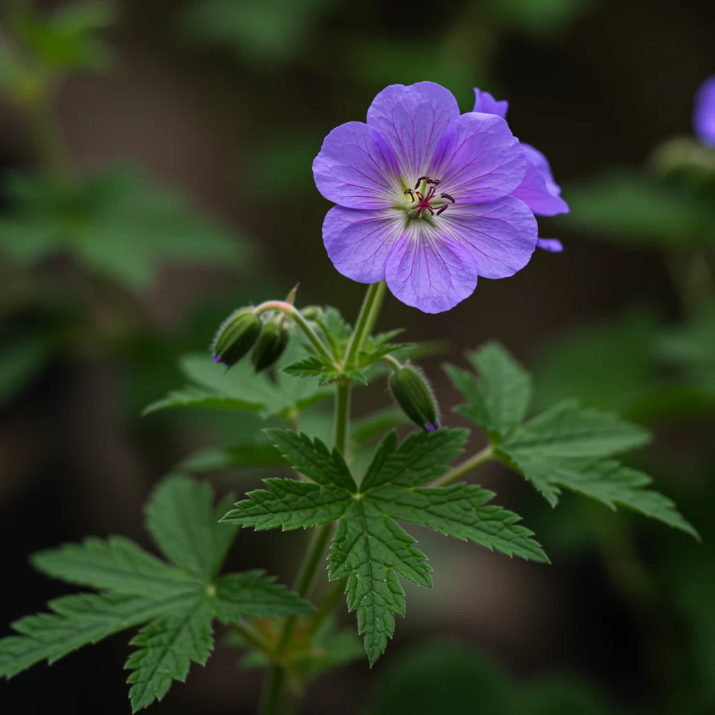 Violet Geranium Flower Planting Seeds for Colorful Gardens