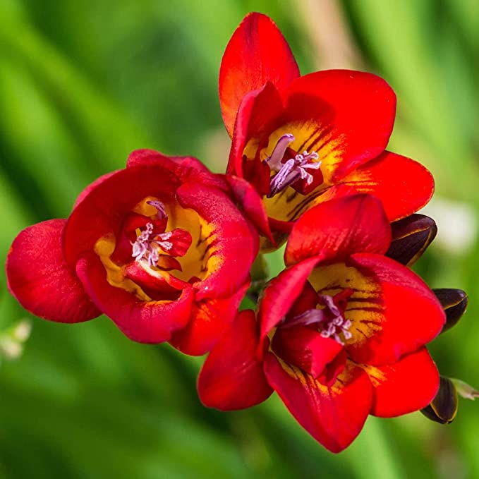 Red Freesia flowers arranged for home décor