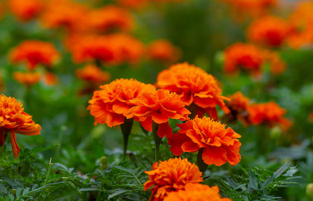 Orange Carnation Flower seeds for Planting - Hardy Variety, Heirloom & GMO Free Seeds for Home Garden