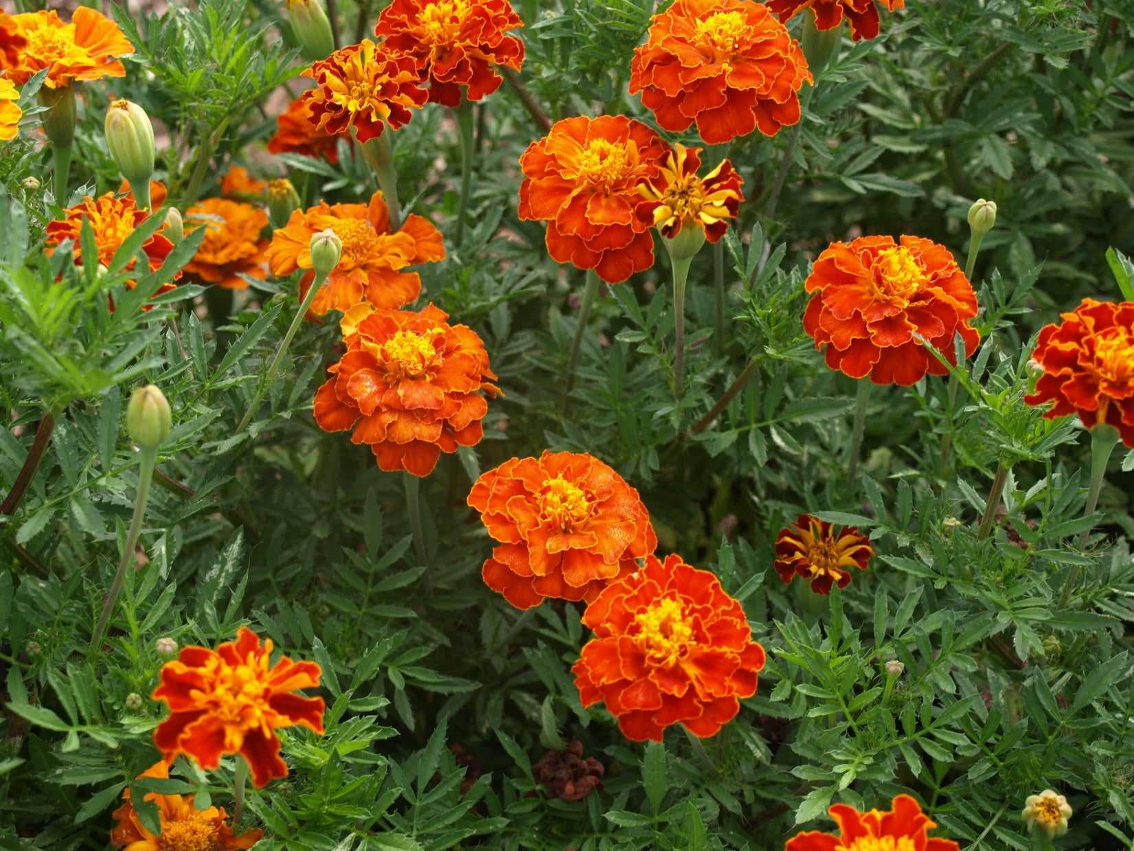 Meroon Tagetes Patula Flower Seeds for Planting - Vibrant Annual Marigolds for Your Garden Heirloom Non-GMO Seeds