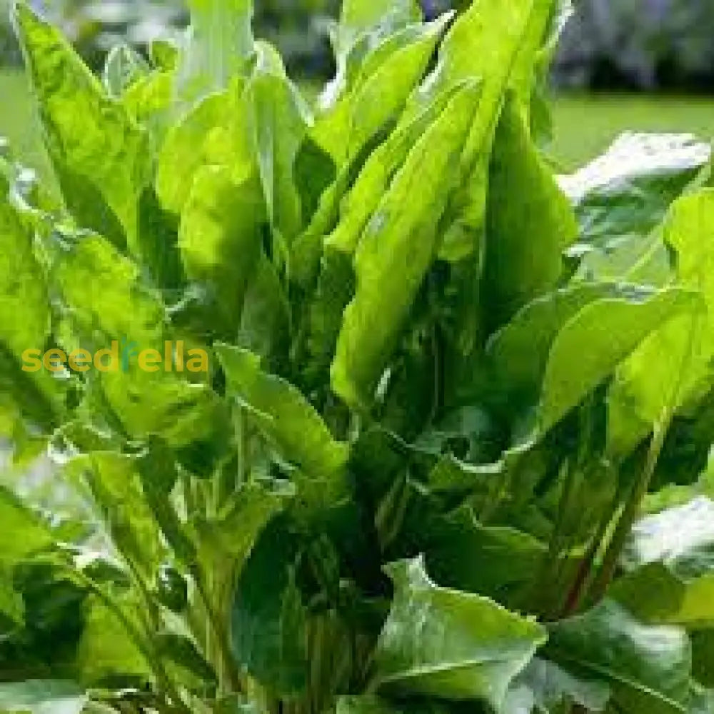 French Sorrel Seeds For Planting: A Must-Have Herb Your Garden Plant Seeds