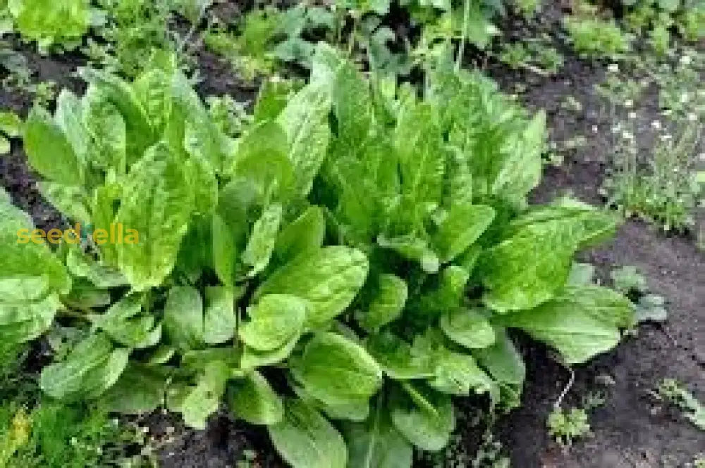 French Sorrel Seeds For Planting: A Must-Have Herb Your Garden Plant Seeds