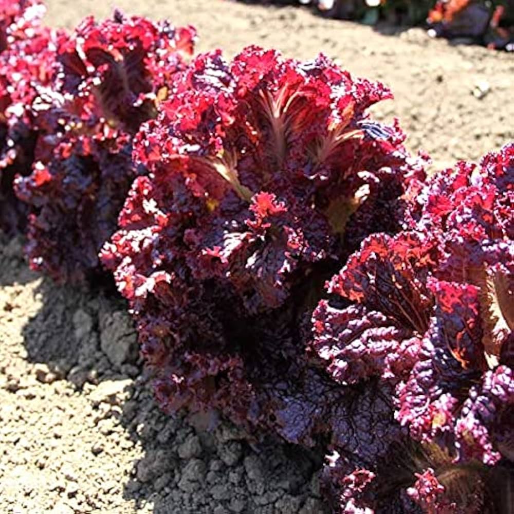 Fresh lettuce plants growing in vegetable patch