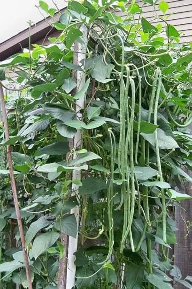 Fresh Long Bean seeds for home planting