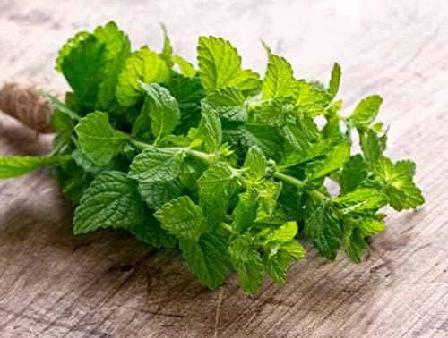 Close-up of fresh green mint leaves