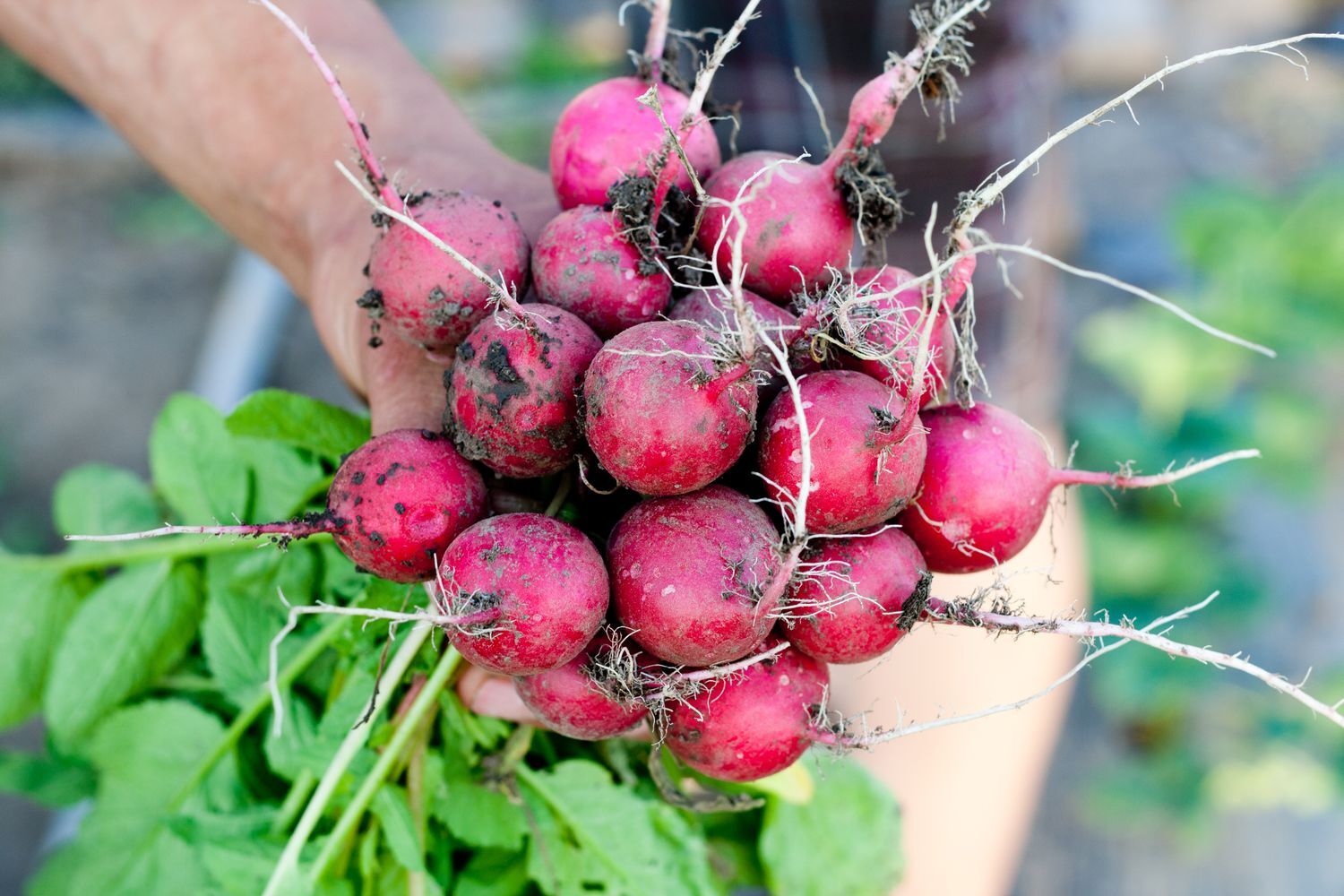 Pink Radish Planting Seeds for Vegetable Gardens