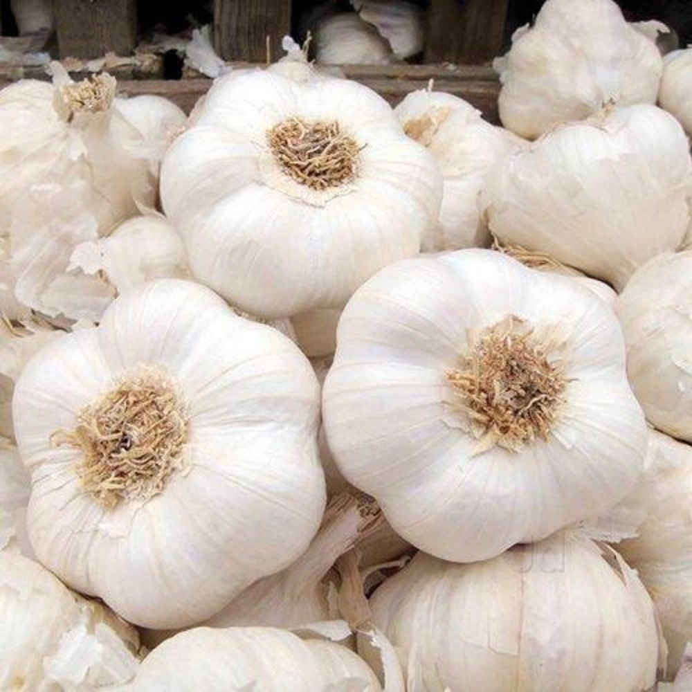 White Garlic Seeds - Premium Vegetable Seeds, Premium Seeds seed packet for home gardening