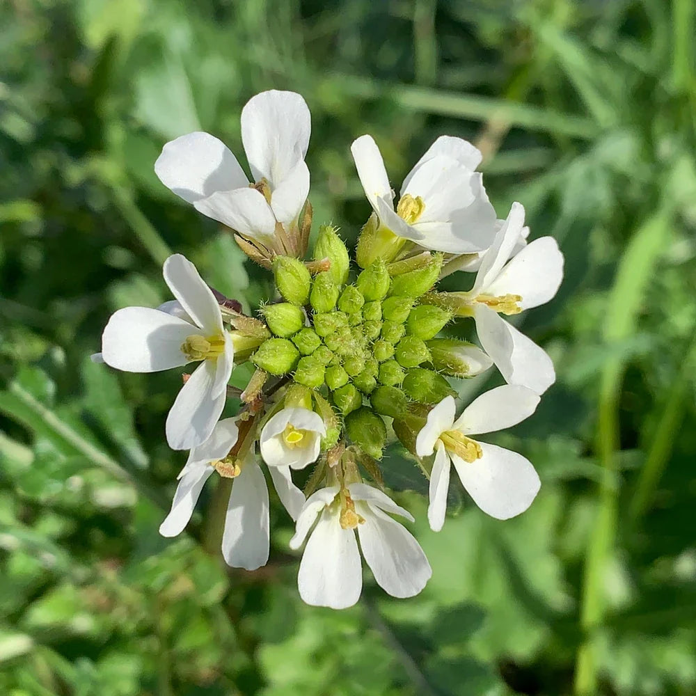 White Wasabi Diplotaxis Seeds for Planting – Flavorful Garden Choice
