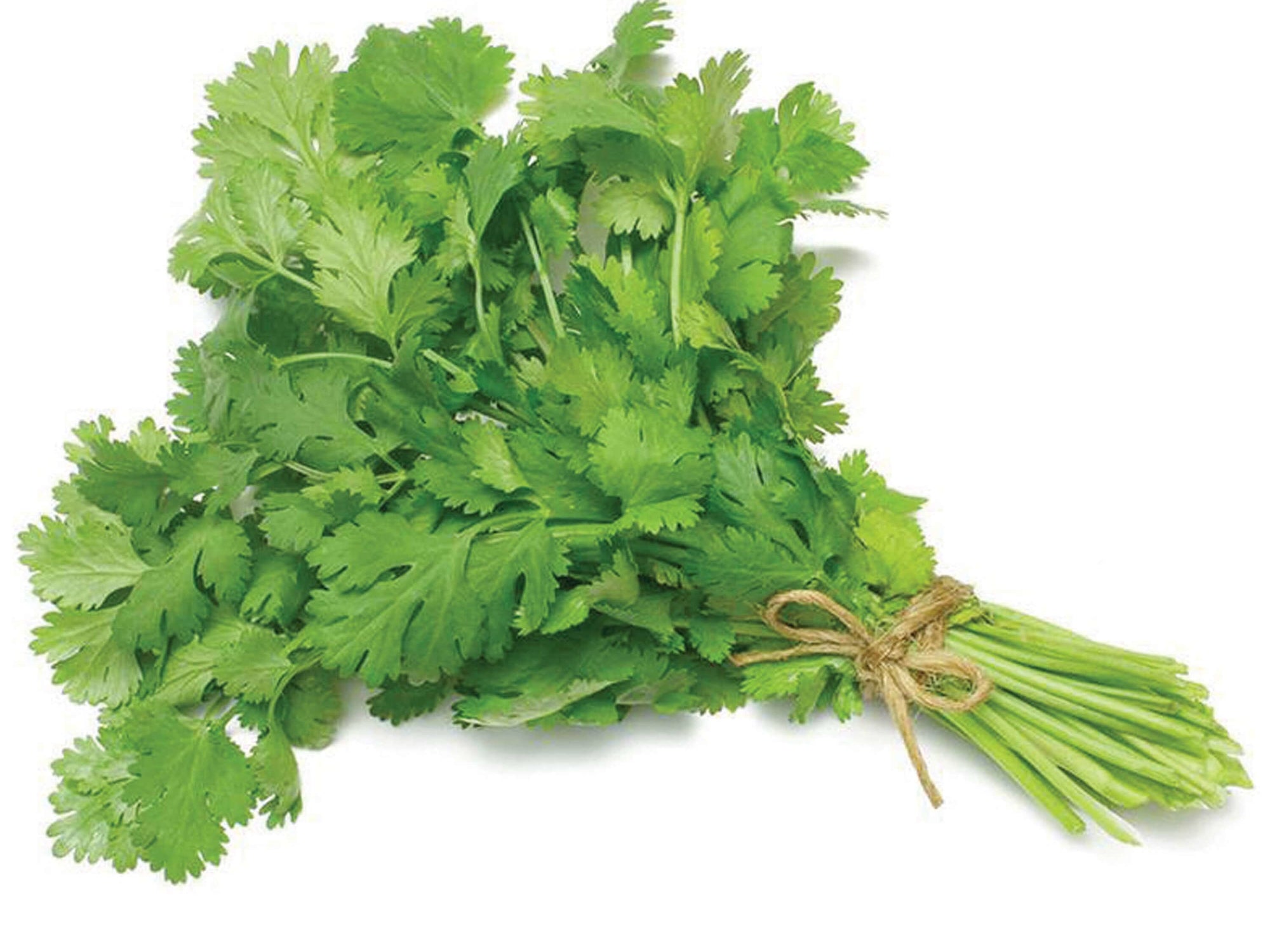 Coriander Seeds – Organic Non-GMO Culinary Herb for Home Gardeners