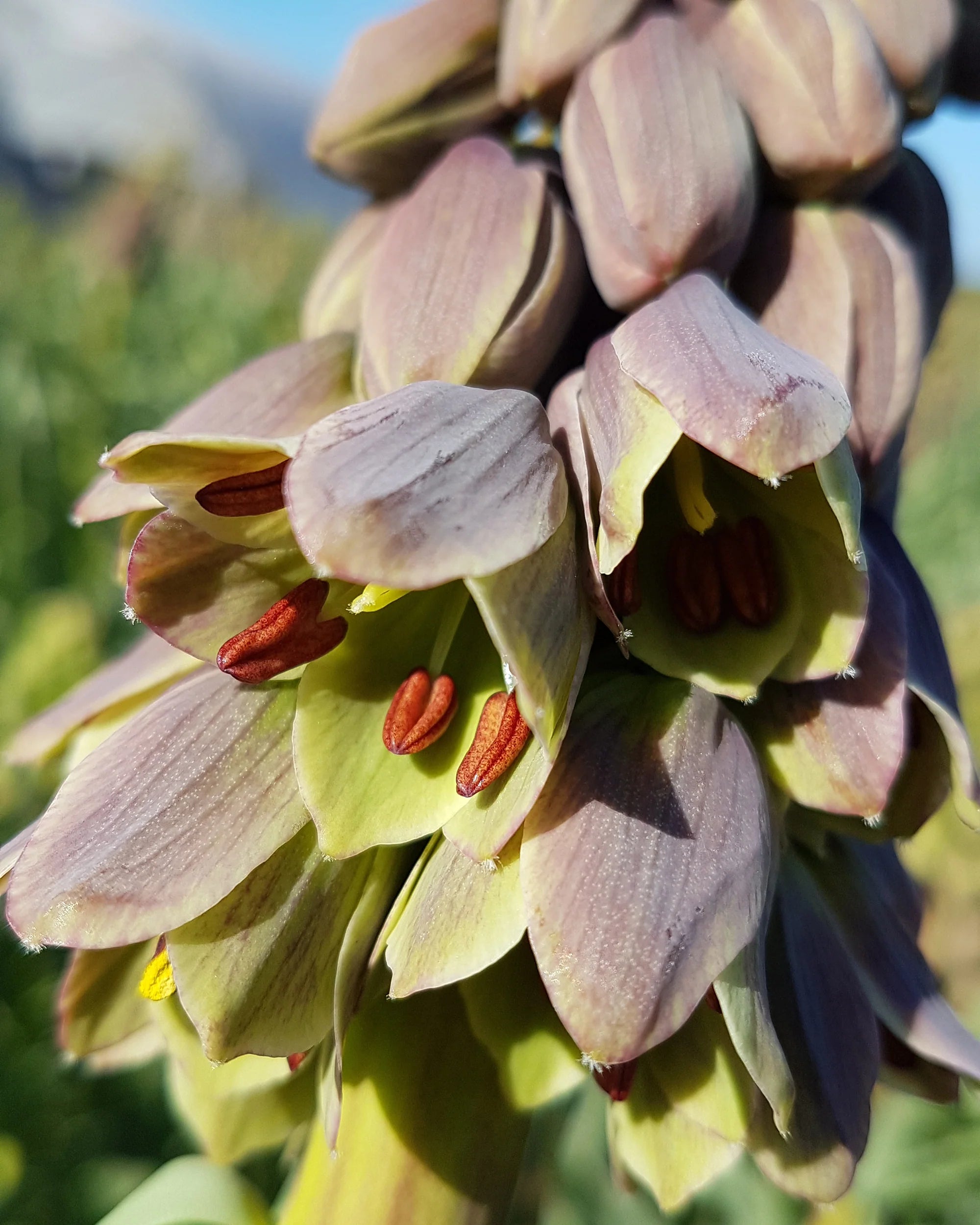 Green Fritillaria Flower seeds for Planting - Premium Quality, Heirloom & GMO Free Seeds for Home Garden