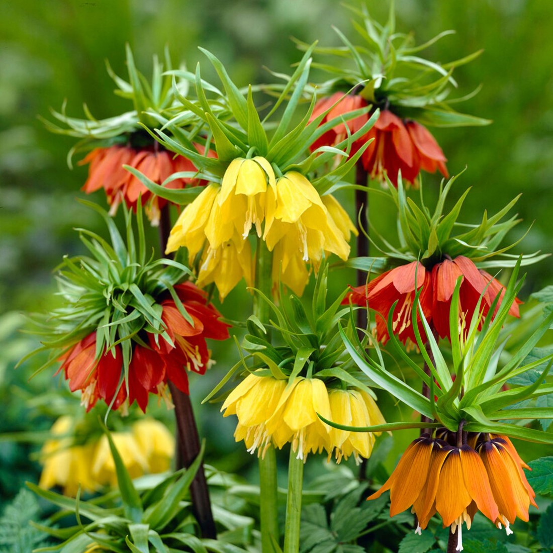 Imperialis Flower seeds for Planting - Shade Tolerant, Heirloom & GMO Free Seeds for Home Garden