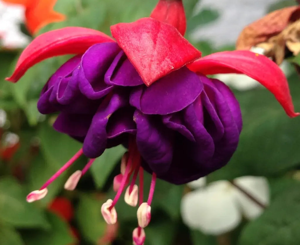 Purple Pink Fuchsia Flower Seeds for Planting Easy to Grow Heirloom & GMO Free Seeds for Home Garden
 
 Sale