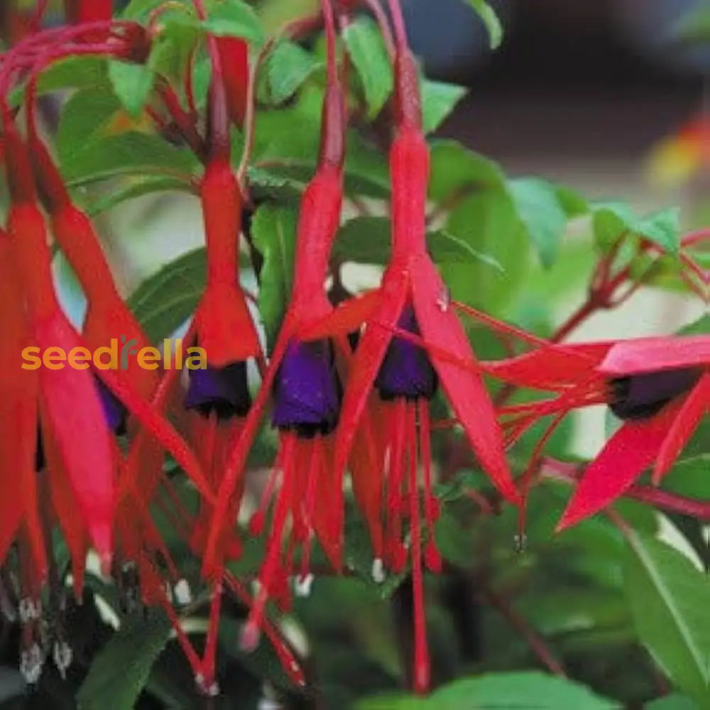 Fuchsia Flower Seeds For Planting - Vibrant Red Annuals Your Garden