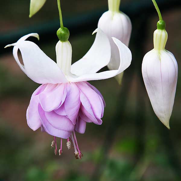 Lavender Fuchsia Flower Seeds for Planting Cottage Garden Essential Heirloom & GMO Free Seeds for Home Garden
 
 Sale