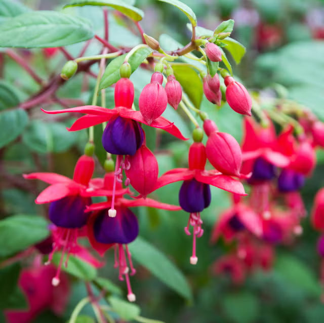 Fuchsias Flower seeds for Planting Perfect for Borders Heirloom & GMO Free Seeds for Home Garden