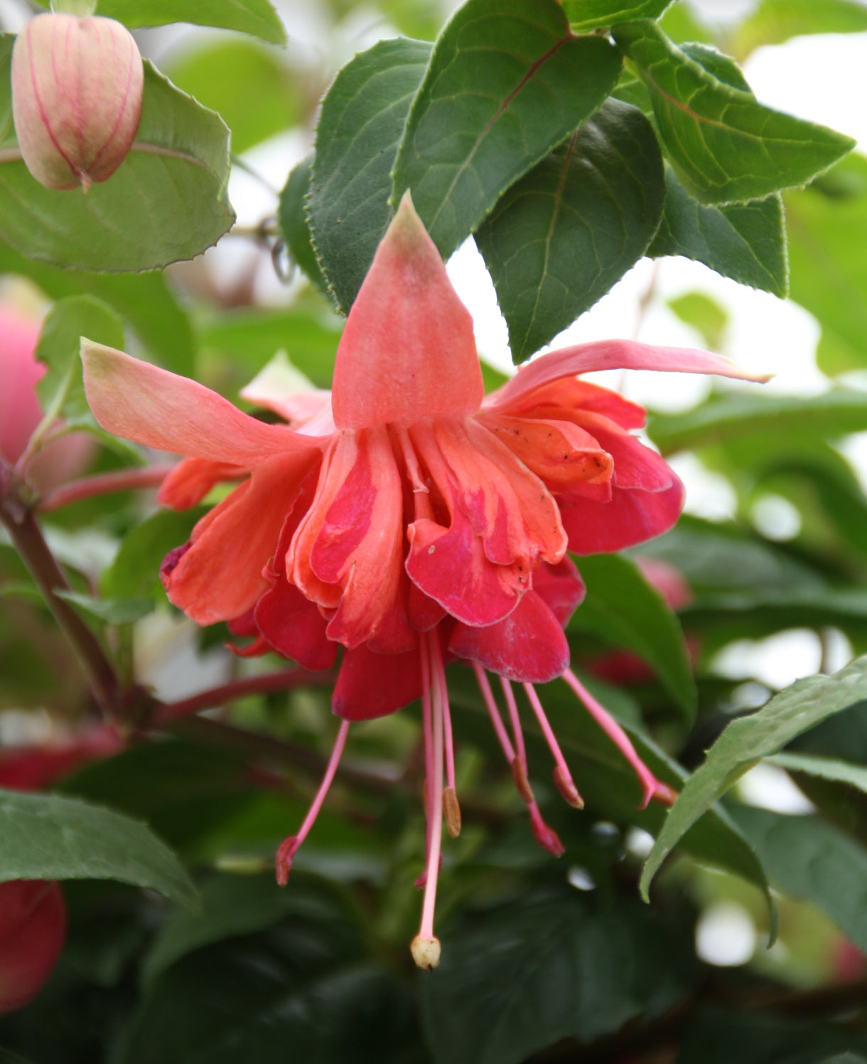Red Double Petal Fuchsia Seeds for Planting Seasonal Bloomer Heirloom & GMO Free Seeds for Home Garden
 
 Sale