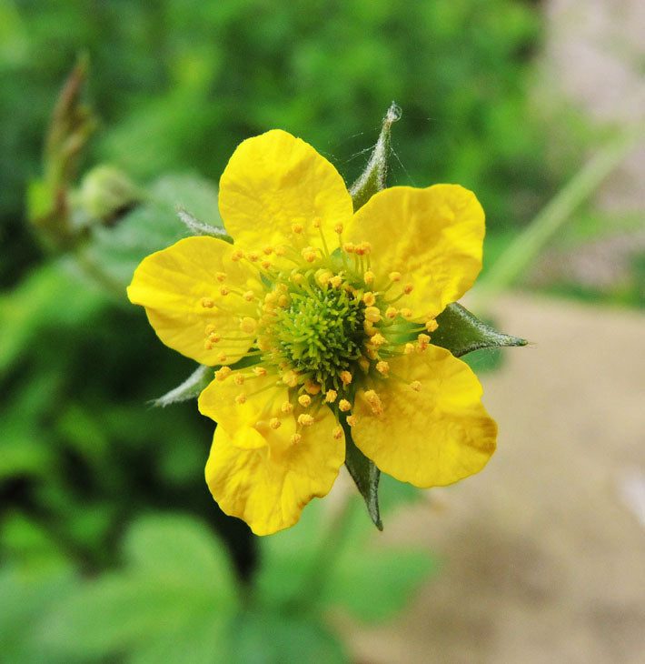 Yellow Moist Wetland Flower seeds for Planting - Premium Quality, Heirloom & GMO Free Seeds for Home Garden