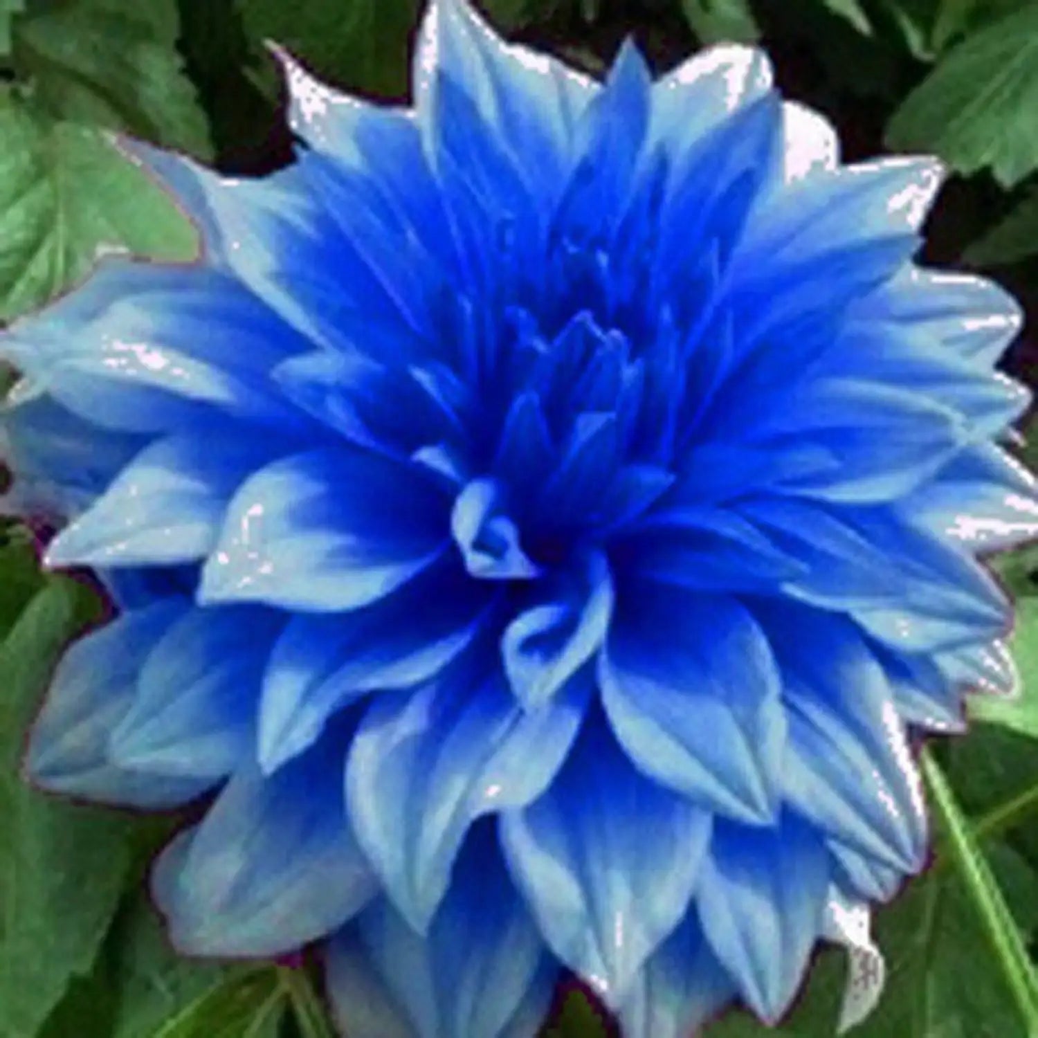 Dahlia Sky Blue Flower seeds for Planting - Fragrant Blossoms, Heirloom & GMO Free Seeds for Home Garden
