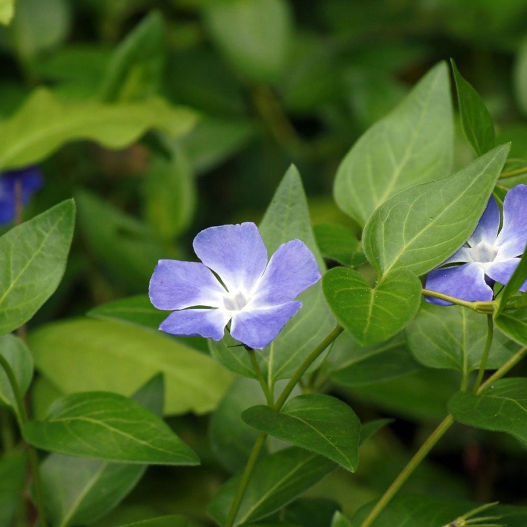 Light Blue Periwinkle Vinca Flower Seeds for Planting Long Bloom Season Heirloom & GMO Free Seeds for Home Garden
 
 Sale