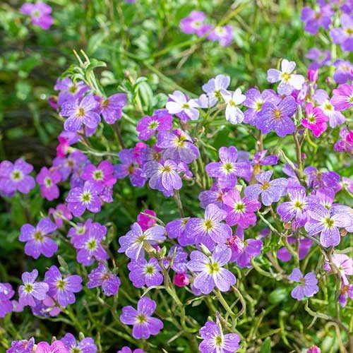 Mixed Cheiranthus Flower seeds for Planting - Garden Favorite, Heirloom & GMO Free Seeds for Home Garden