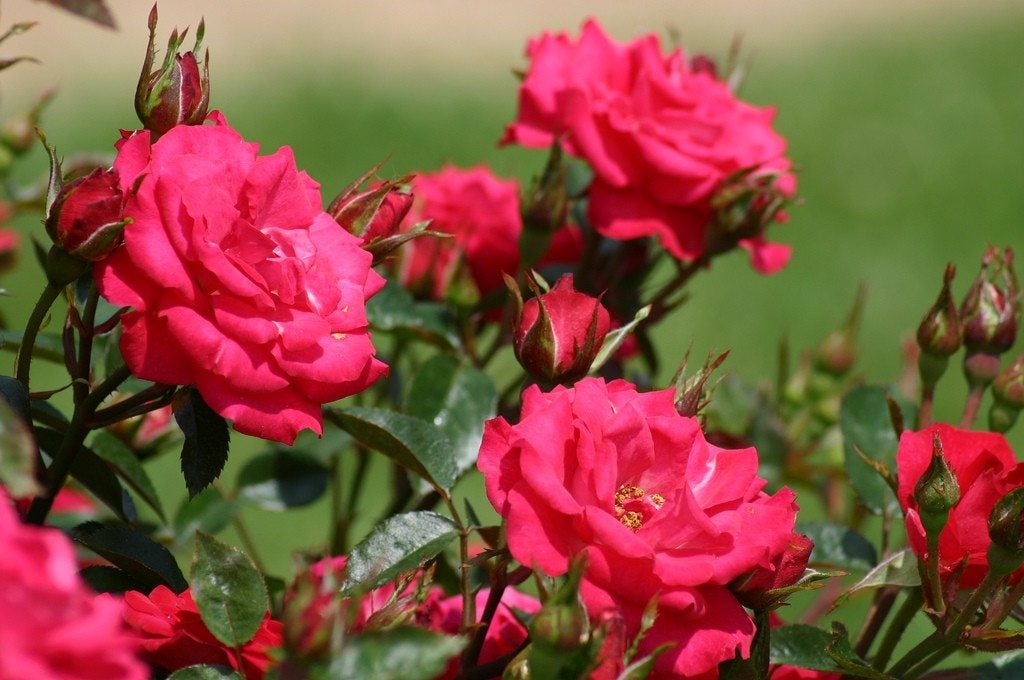 Pink Miniature Rose Seeds for Planting Cut Flower Favorite Heirloom & GMO Free Seeds for Home Garden
 
 Sale