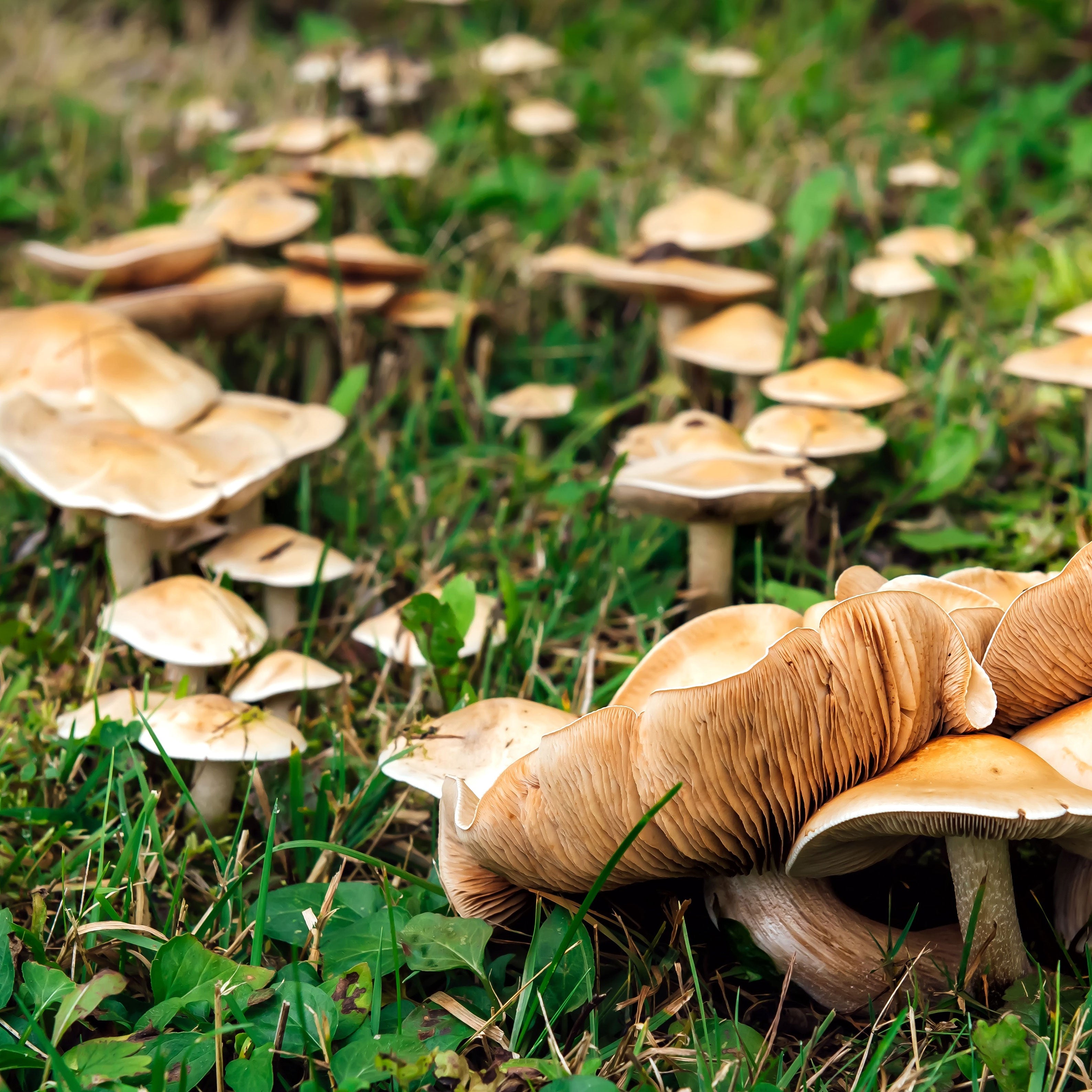 Brown Mushroom Seeds for Planting  Premium Vegetable Seeds