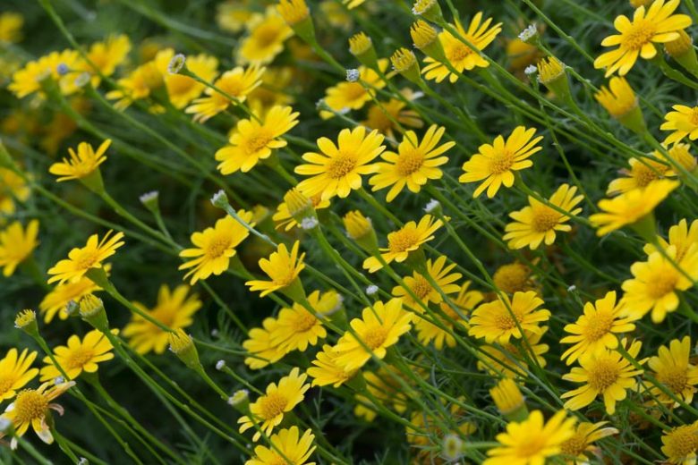 Yellow Thymophylla Flower seeds for Planting - Sun Loving, Heirloom & GMO Free Seeds for Home Garden